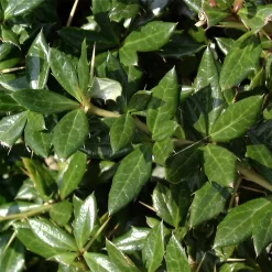 Berberis Frikartii 'Telstar'