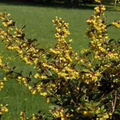 Berberis Julianae