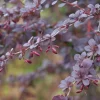 Berberis Ottawensis 'Superba'