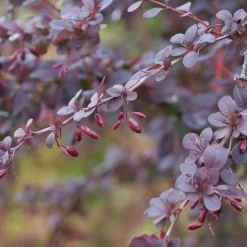 Berberis Ottawensis 'Superba'