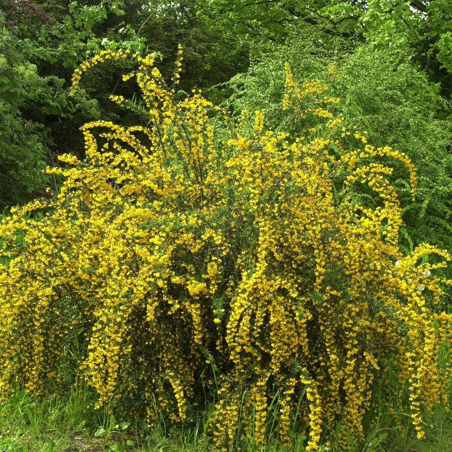 Berberis Stenophylla