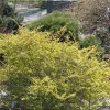 Berberis Thunbergii 'Aurea'