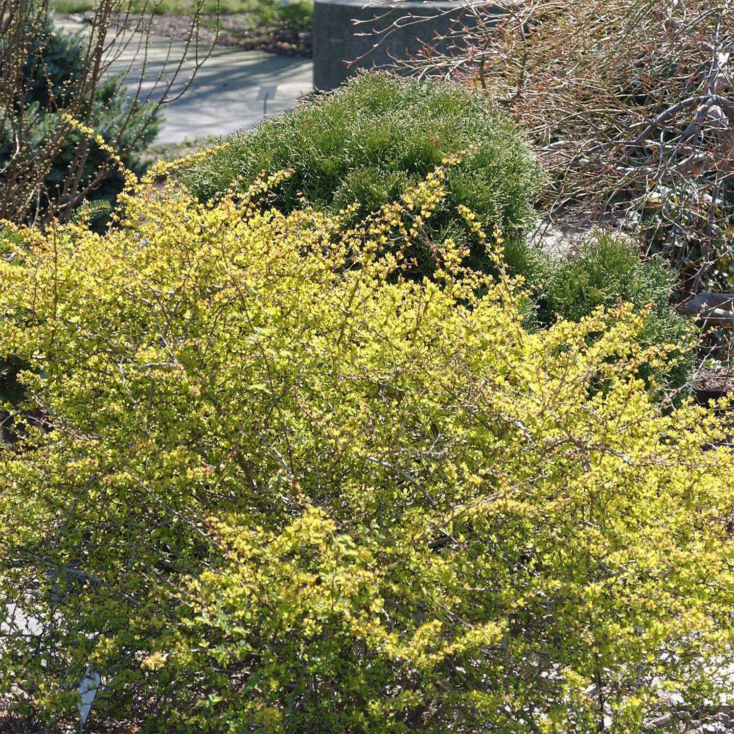 Berberis Thunbergii 'Aurea'