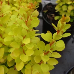 Berberis Thunbergii 'Maria'®