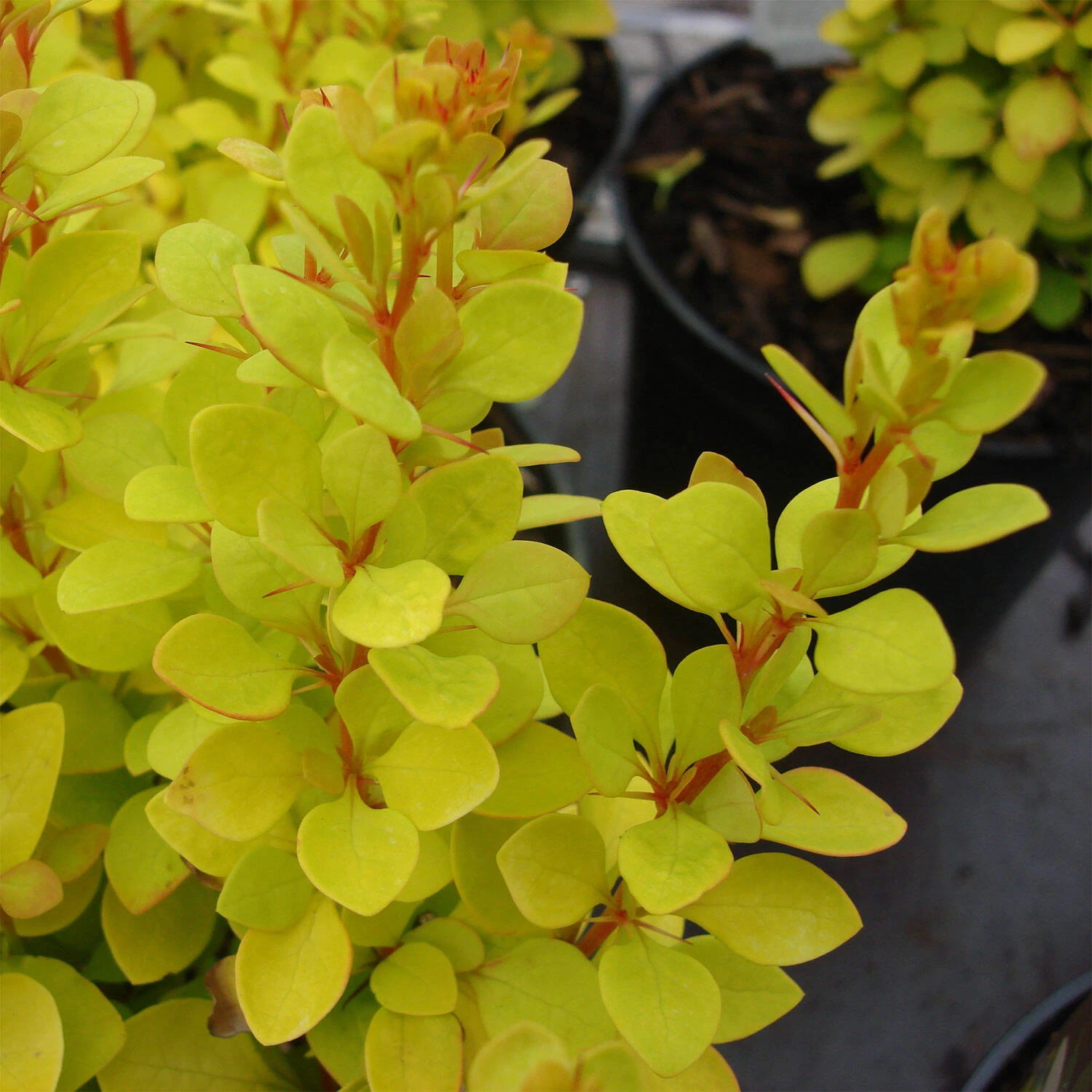 Berberis Thunbergii 'Maria'®