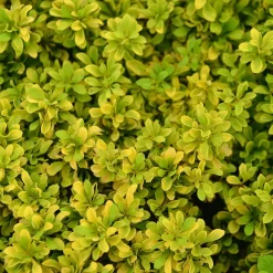 Berberis Thunbergii 'Tiny Gold'
