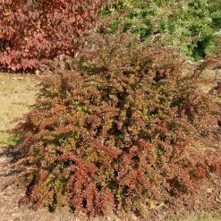 Berberis Verruculosa