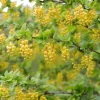 Berberis Vulgaris