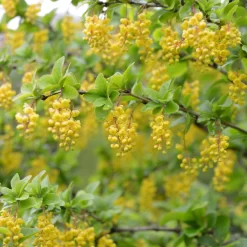 Berberis Vulgaris
