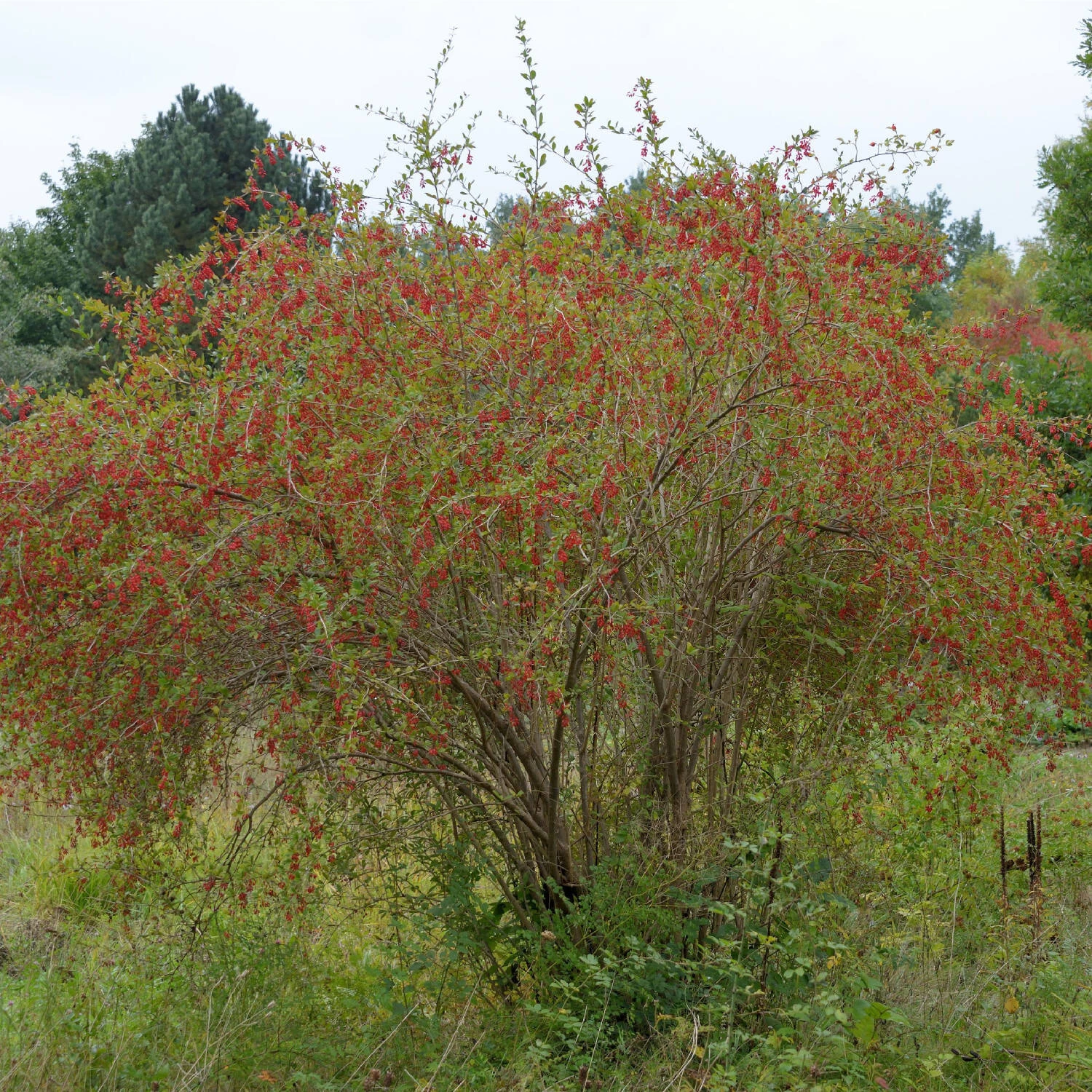 Berberis Vulgaris – Bild 2