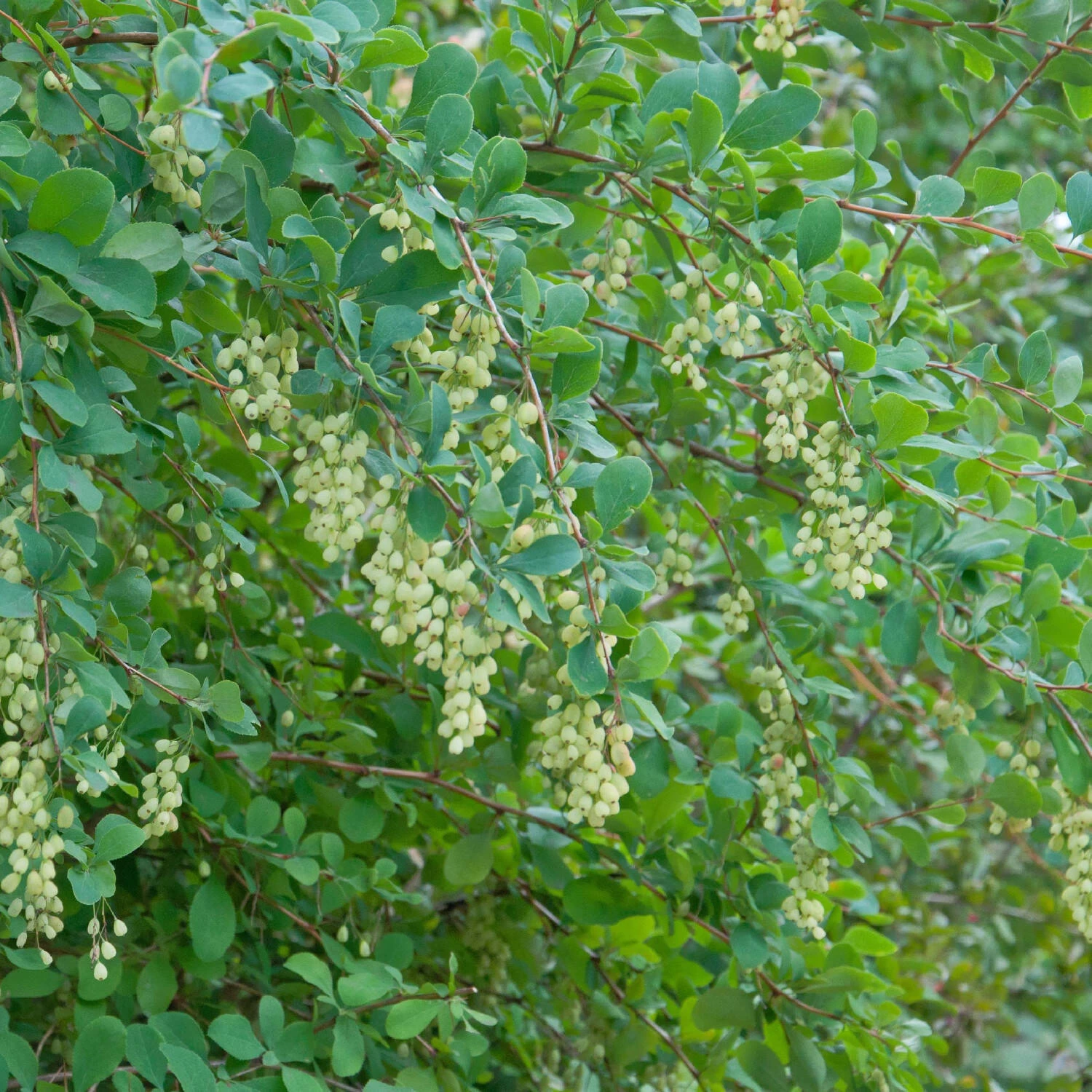 Berberis Vulgaris – Bild 3