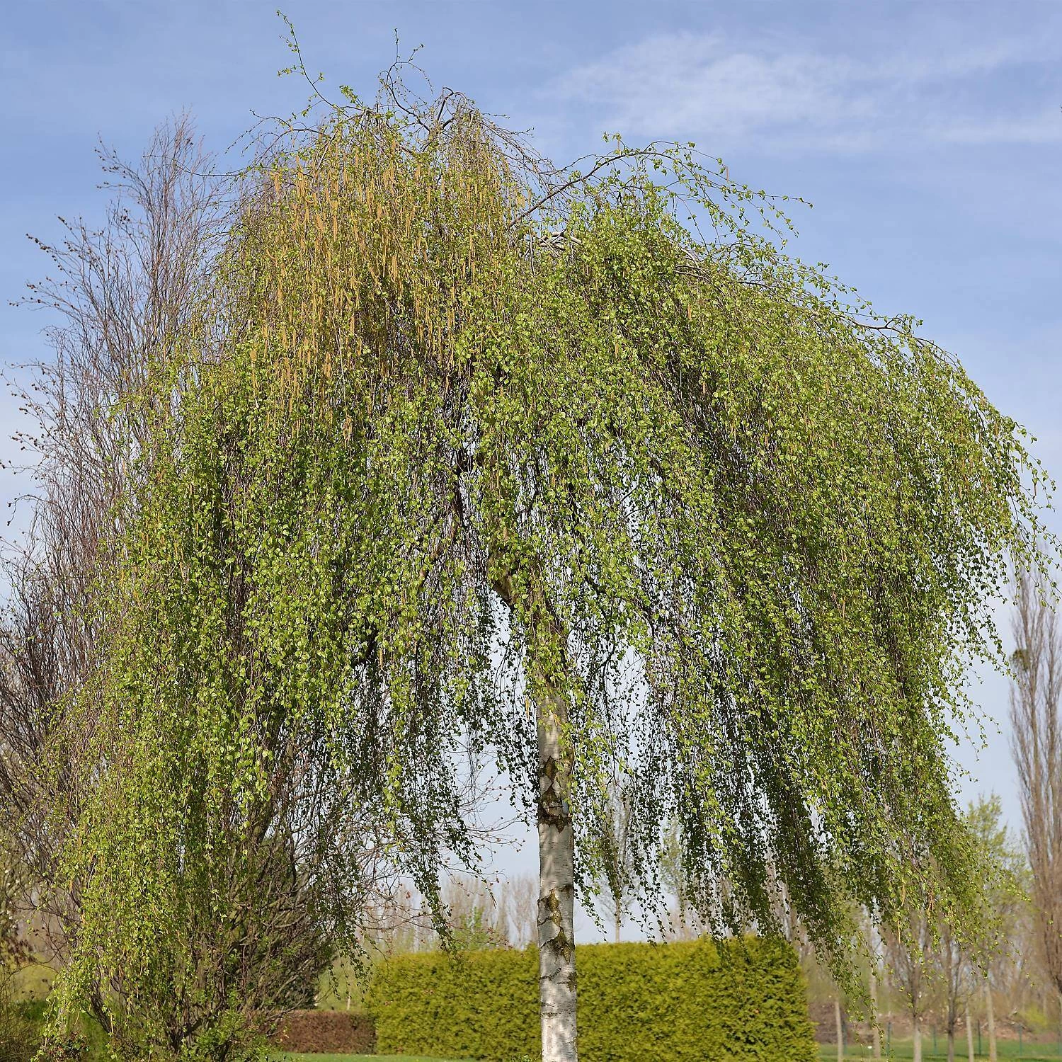 Betula Pendula 'Youngii'