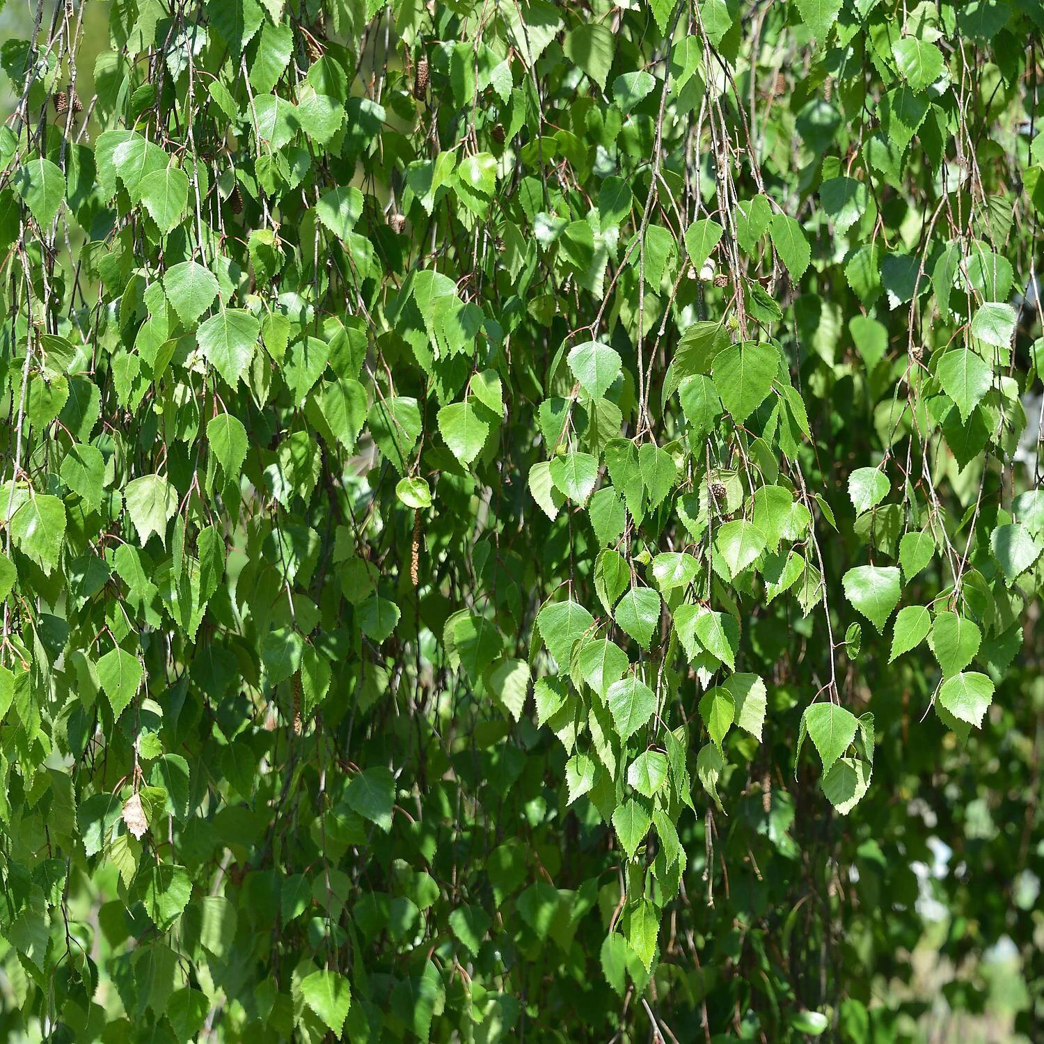 Betula Pendula 'Youngii' – Bild 2