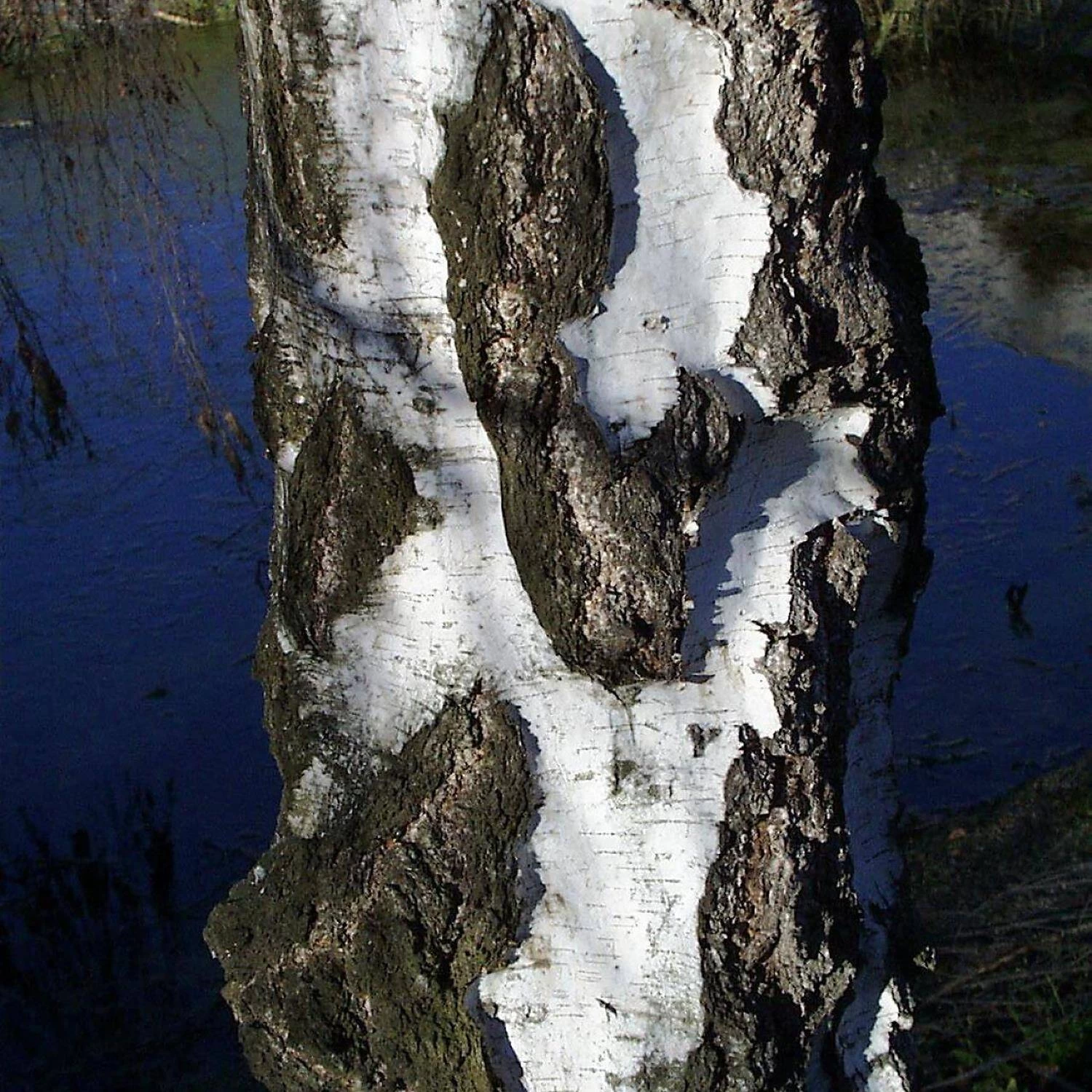 Betula Pendula 'Youngii' – Bild 3