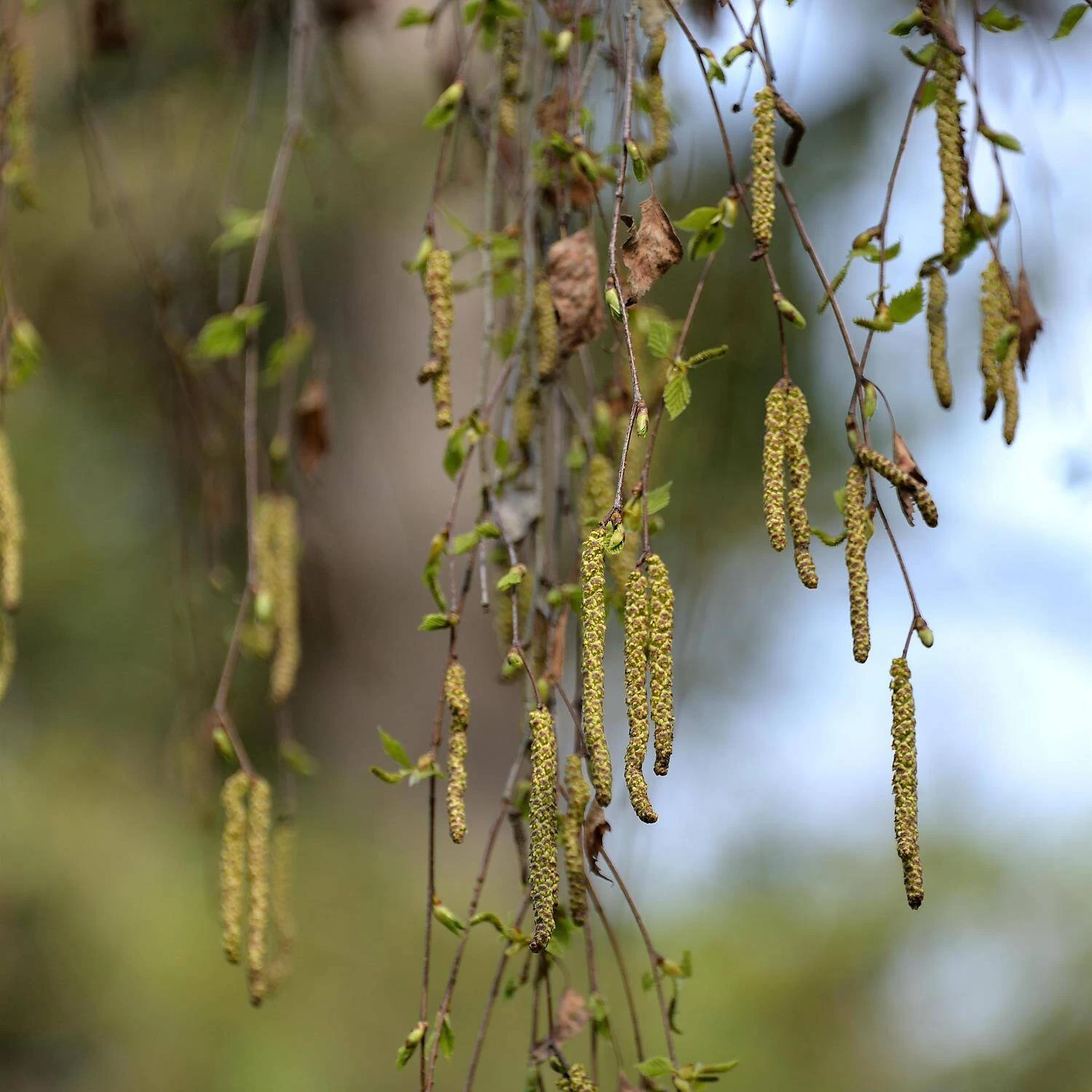 Betula Pendula 'Youngii' – Bild 4