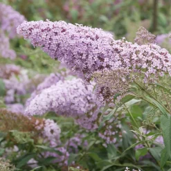 Buddleja Davidii 'Gulliver'