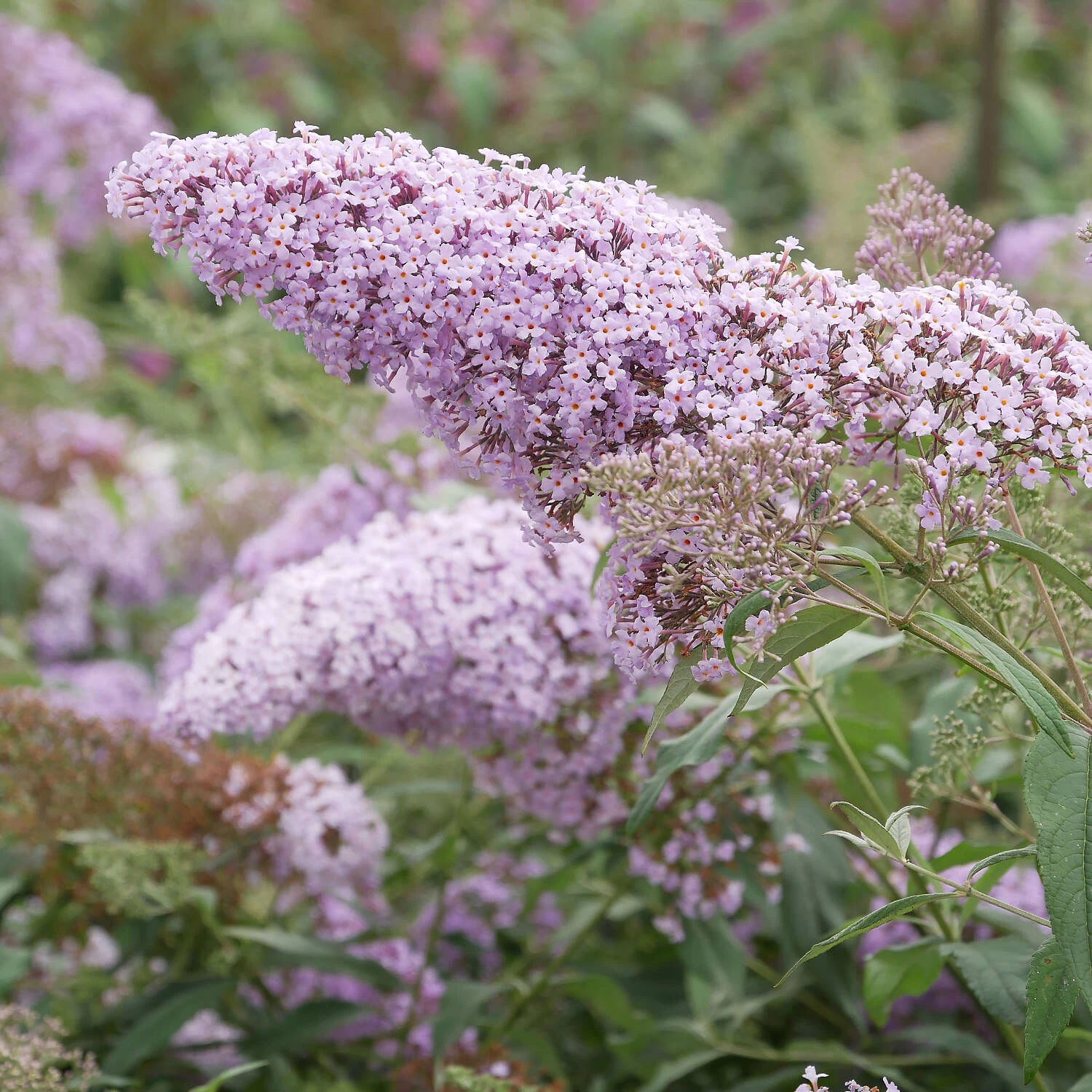Buddleja Davidii 'Gulliver'