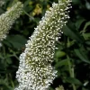 Buddleja Davidii 'White Chip' ®