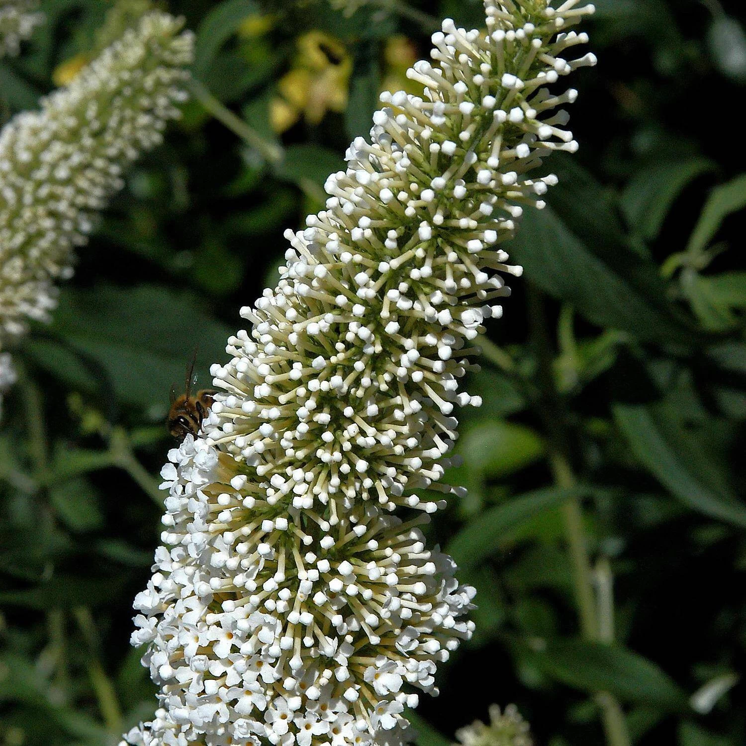 Buddleja Davidii 'White Chip' ®