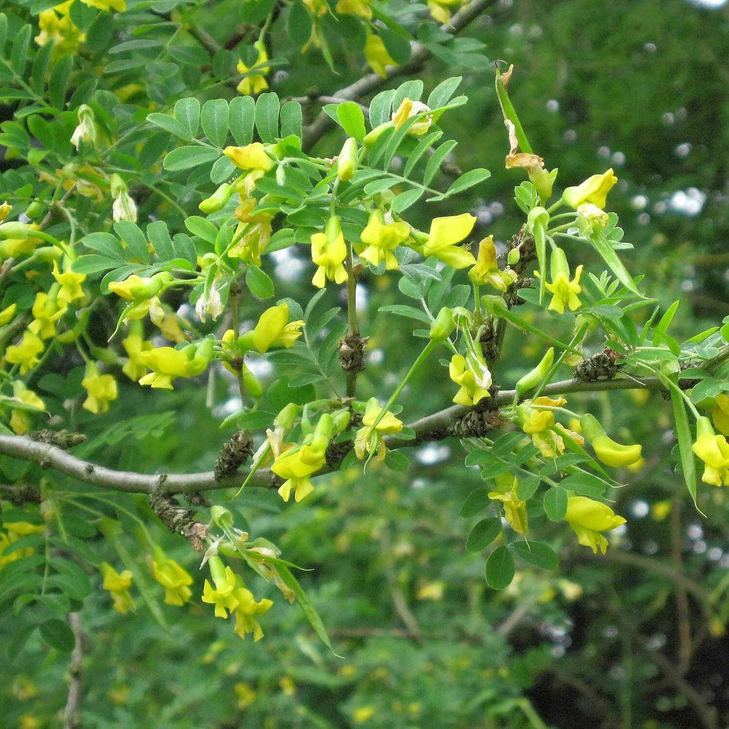 Caragana Arborescens – Bild 2