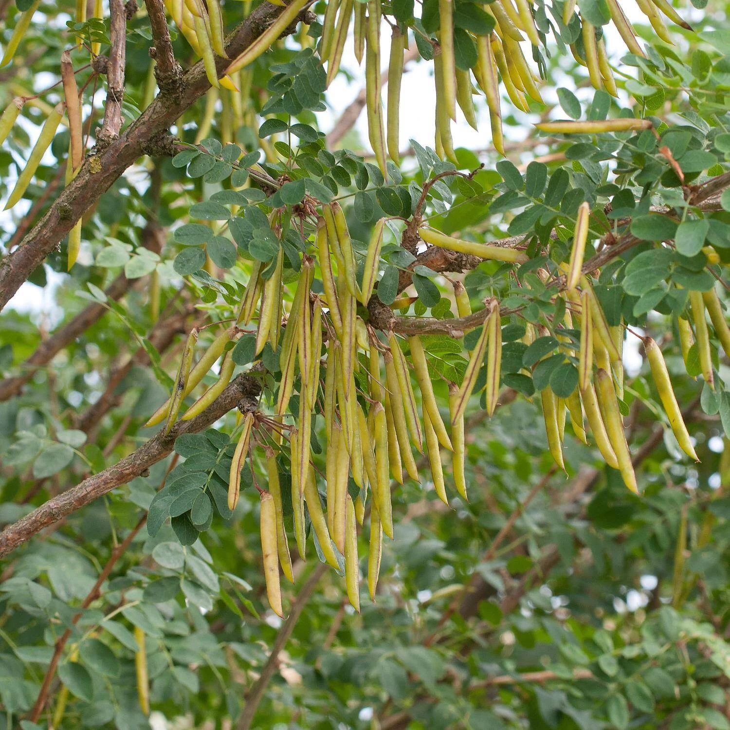 Caragana Arborescens – Bild 3