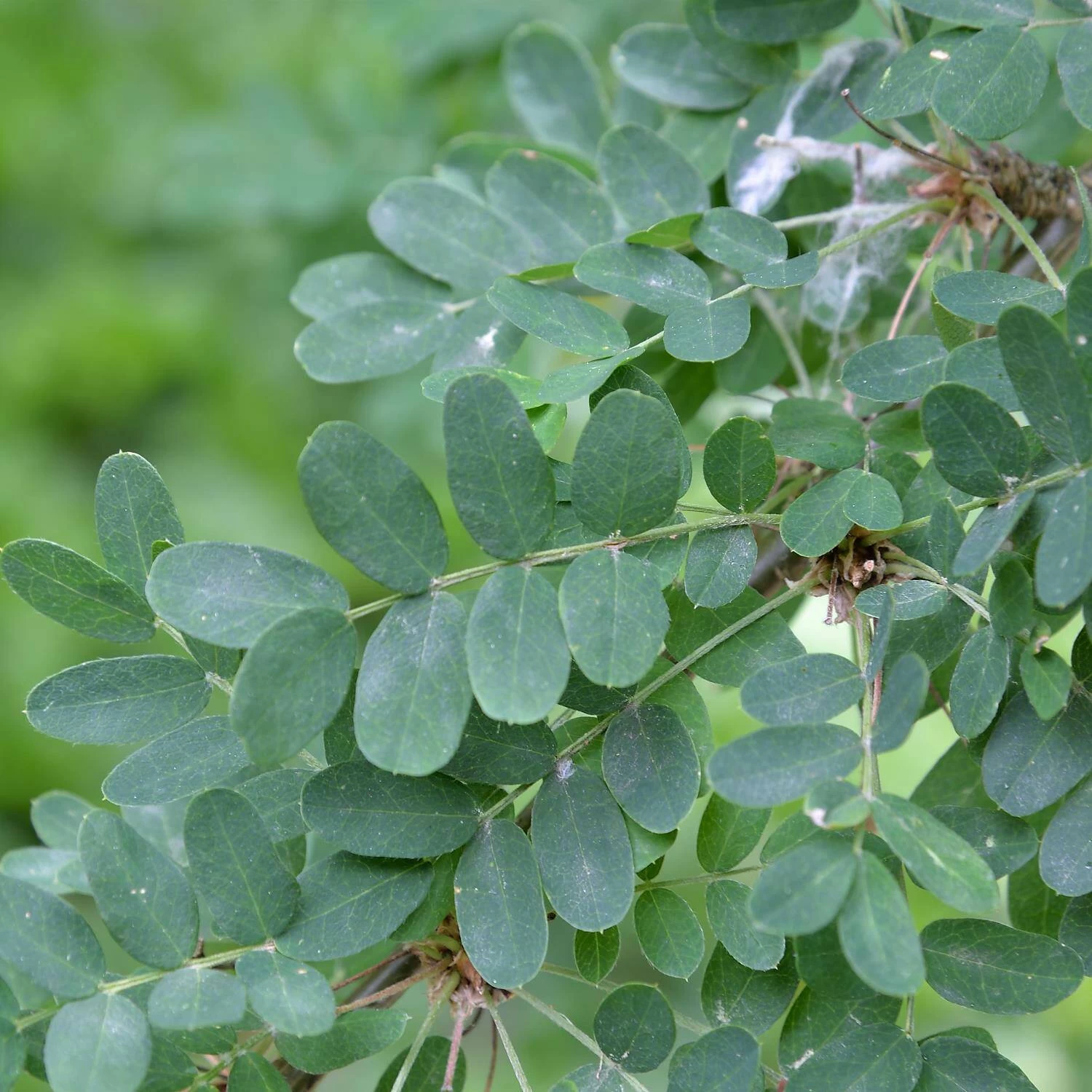 Caragana Arborescens – Bild 4