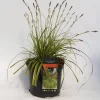 Carex Oshimensis 'Everillo'