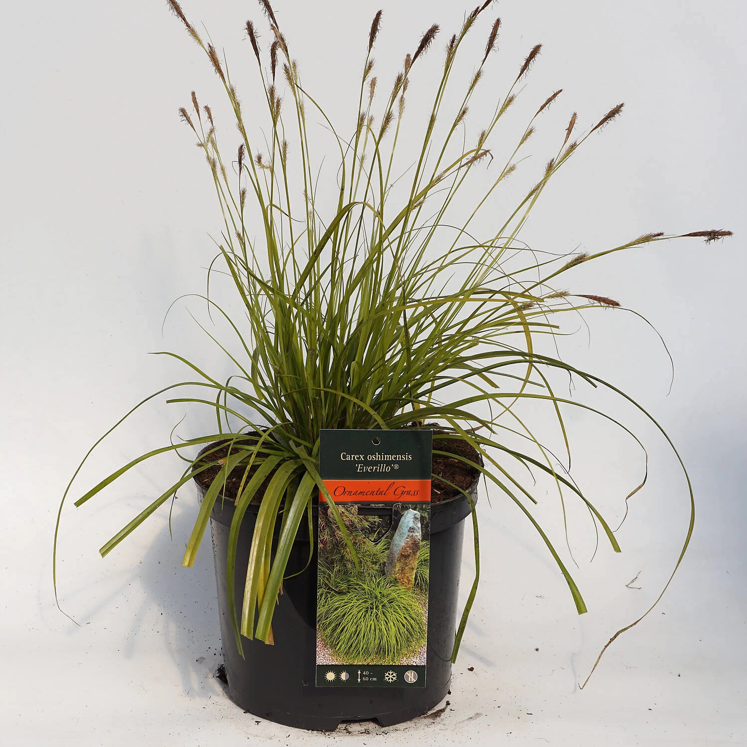 Carex Oshimensis 'Everillo'