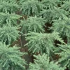 Cedrus Deodara 'Feeling Blue'