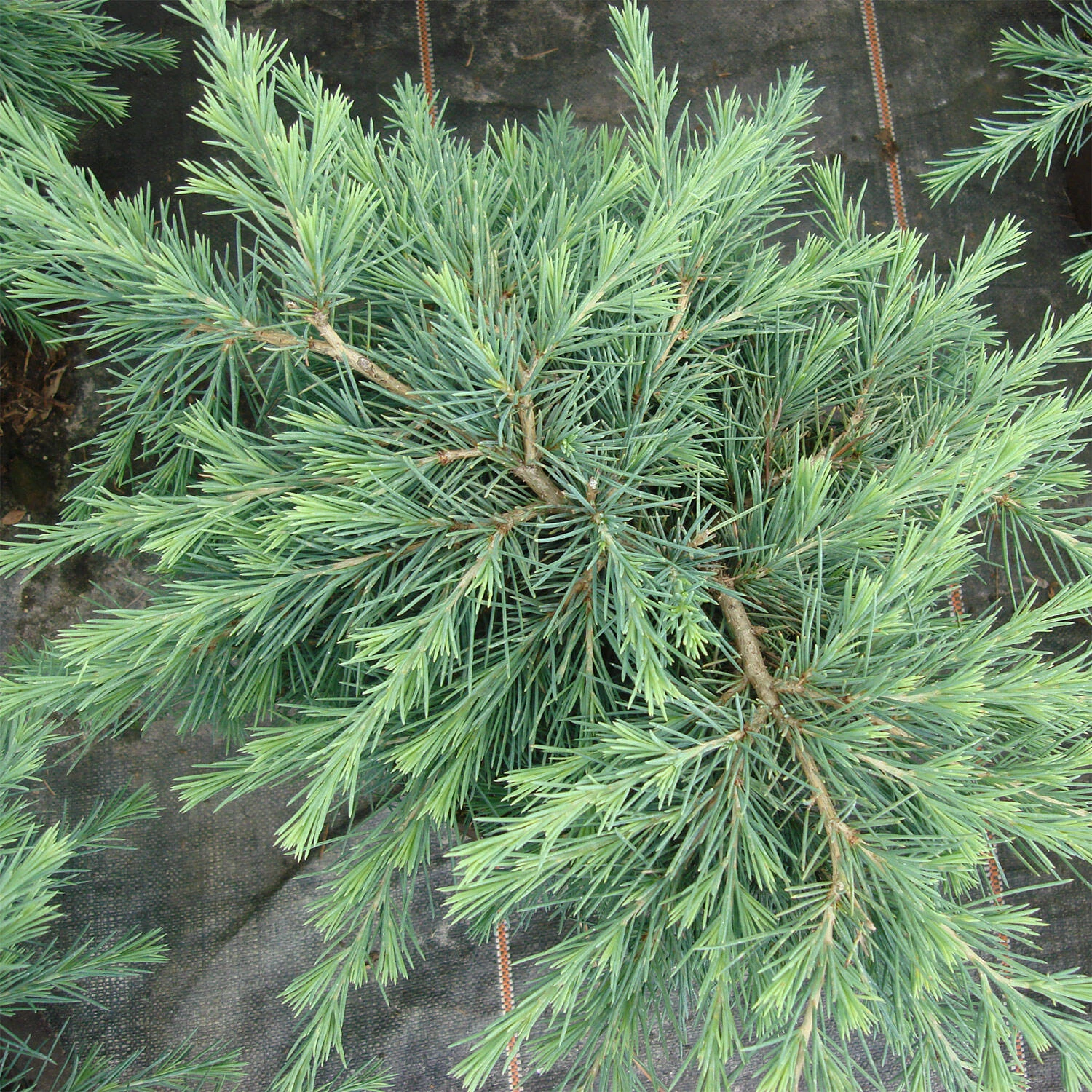 Cedrus Deodara 'Feeling Blue' – Bild 2