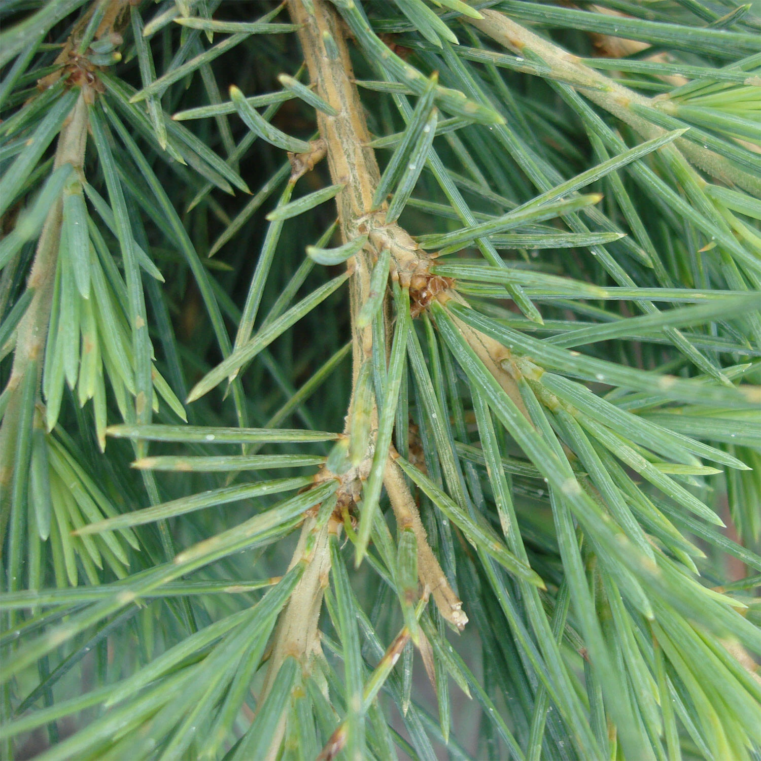 Cedrus Deodara 'Feeling Blue' – Bild 4