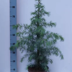 Cedrus Deodara