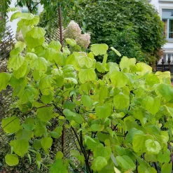 Cercis Canadensis 'Hearts Of Gold'
