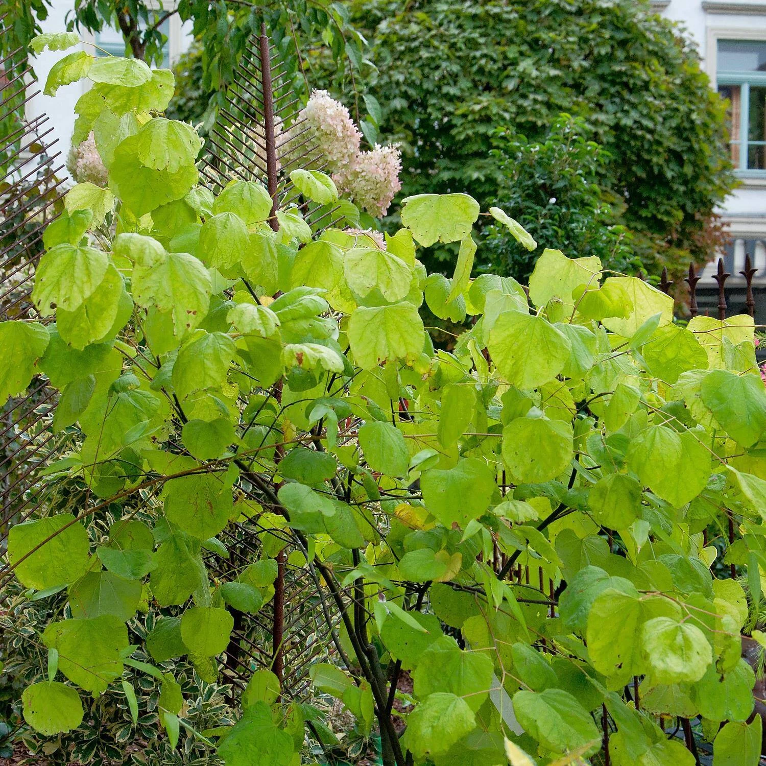 Cercis Canadensis 'Hearts Of Gold'