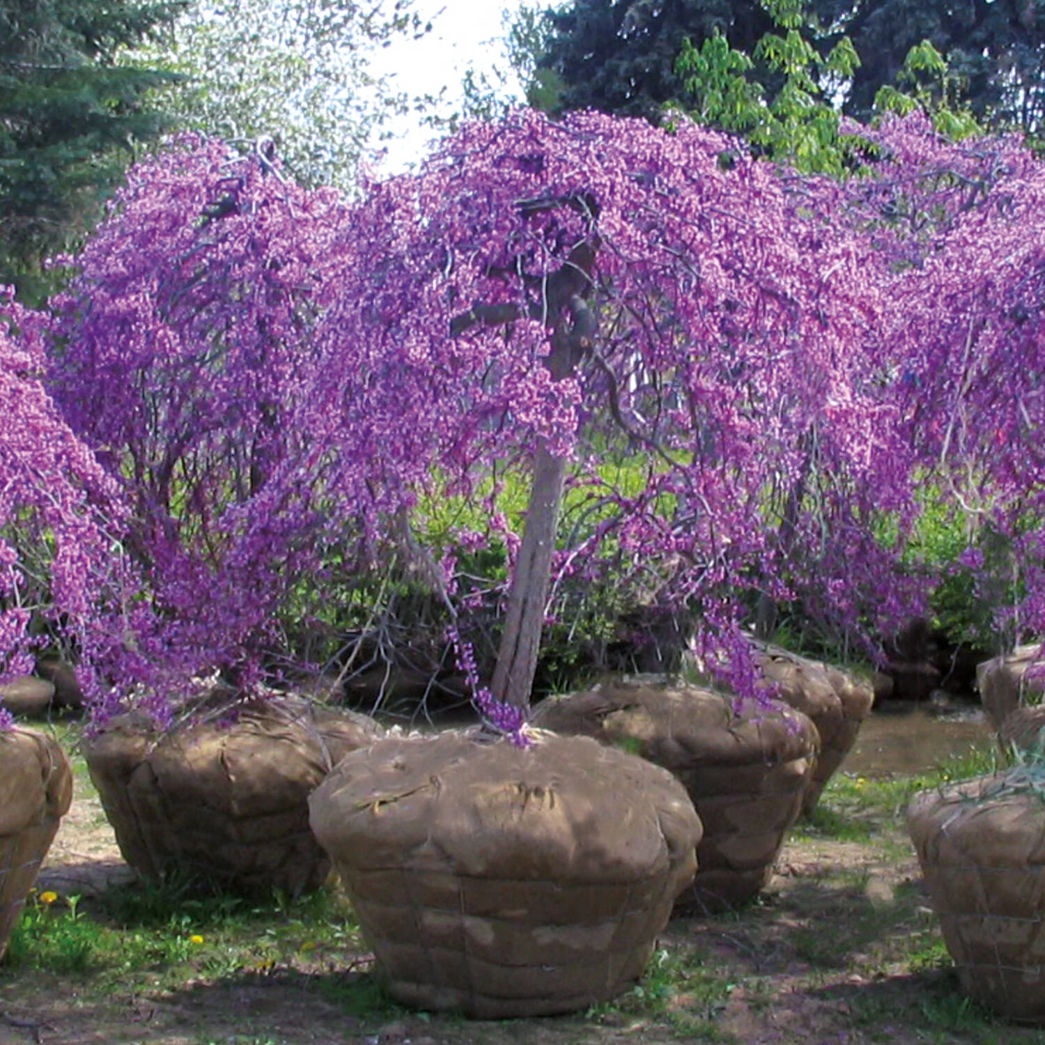Cercis Canadensis 'Lavender Twist' – Bild 2
