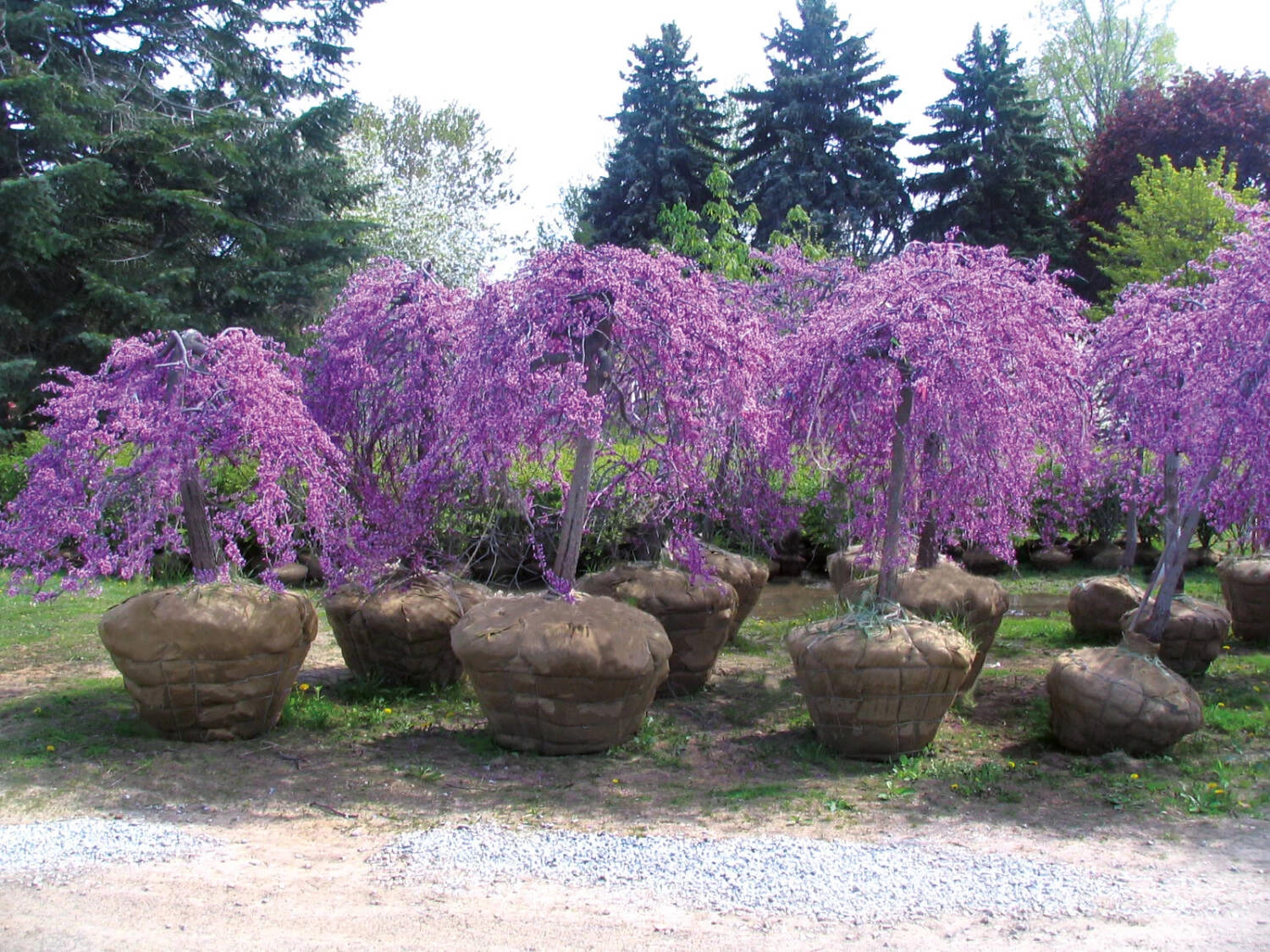 Cercis Canadensis 'Lavender Twist' – Bild 3