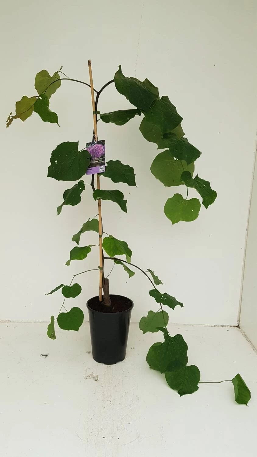 Cercis Canadensis 'Lavender Twist' – Bild 4