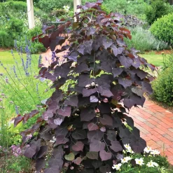 Cercis Canadensis 'Ruby Falls'