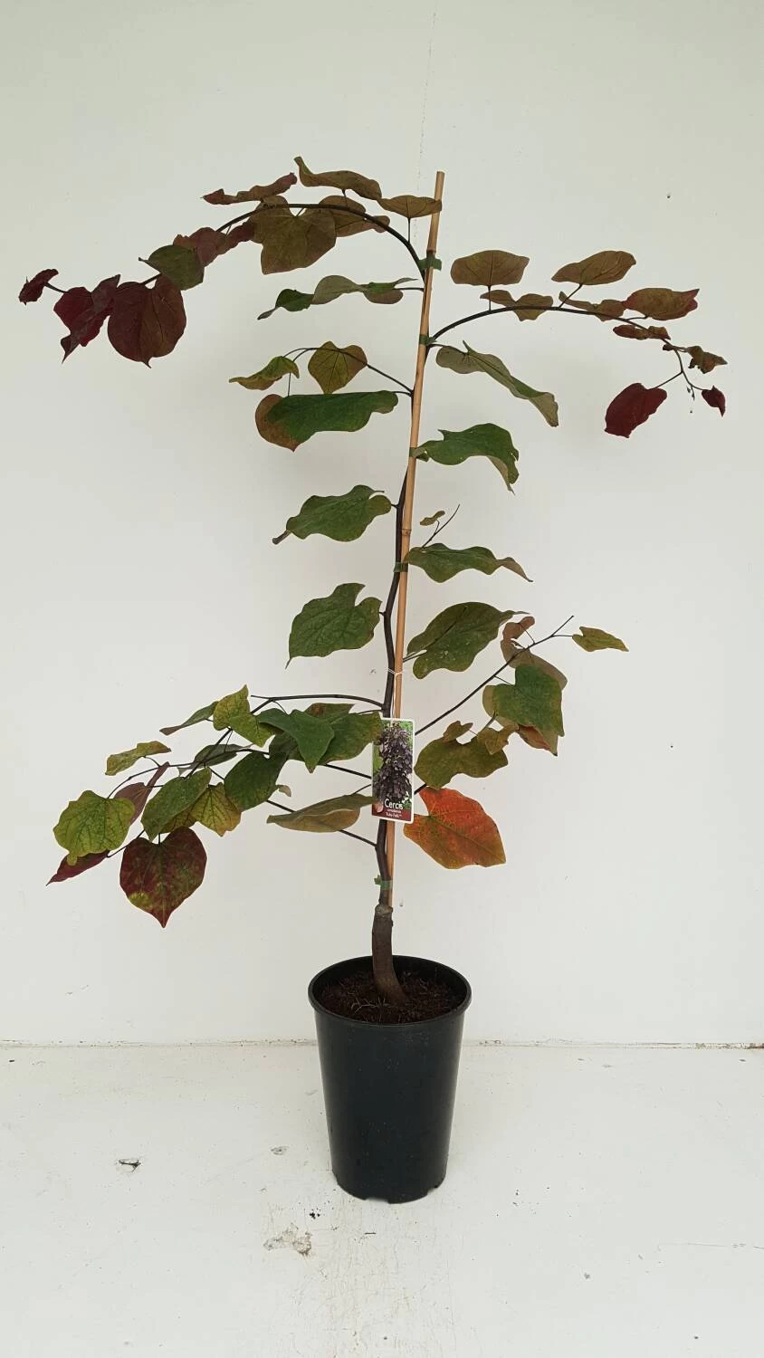 Cercis Canadensis 'Ruby Falls' – Bild 3