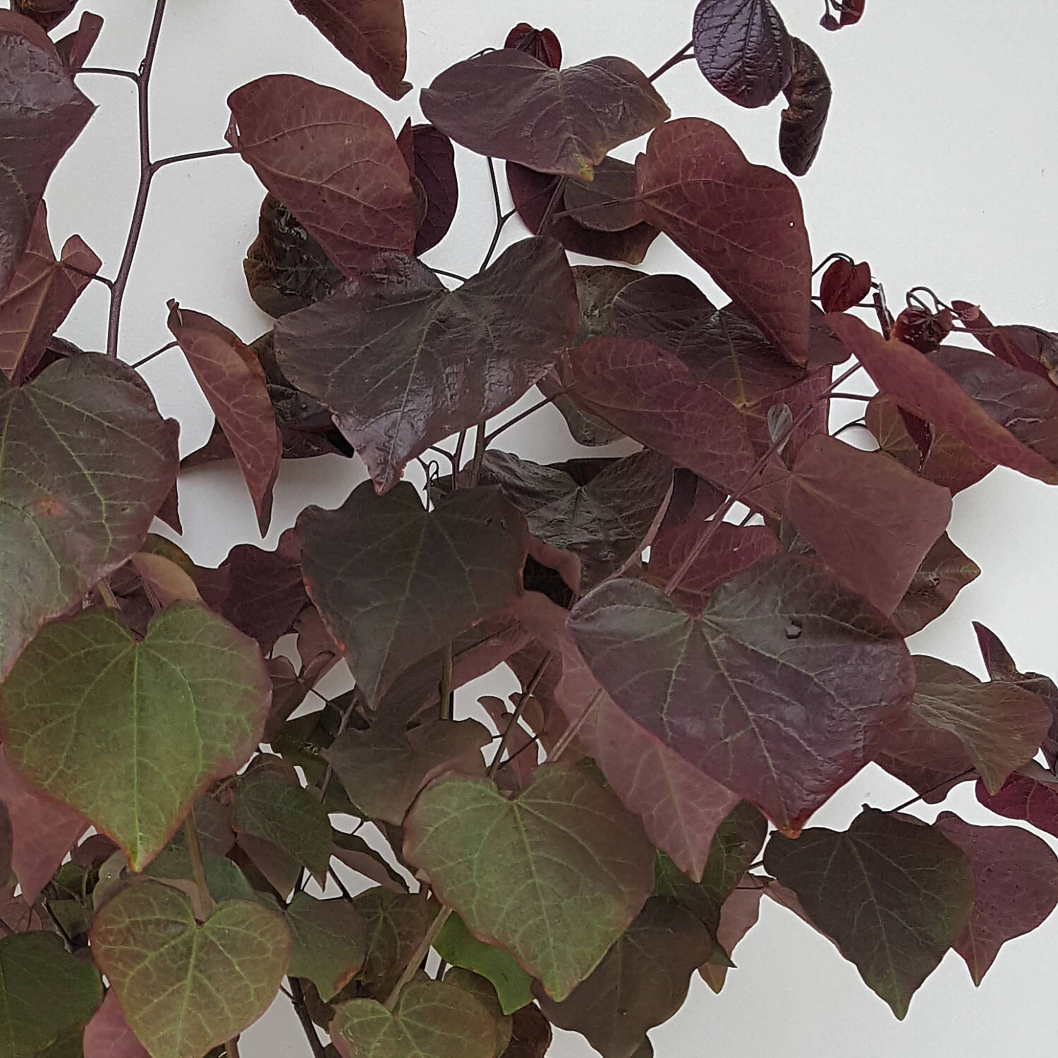 Cercis Canadensis 'Merlot'