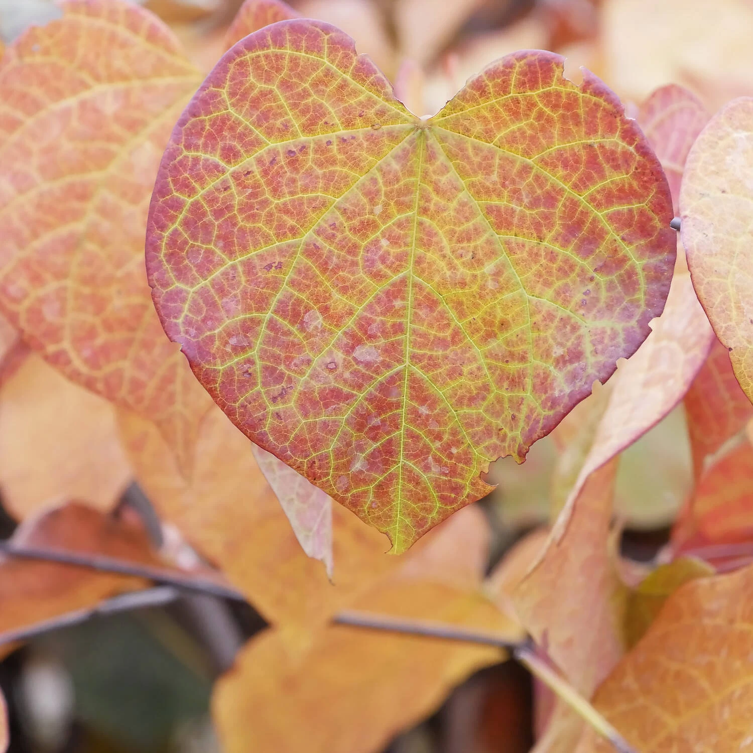 Cercis Canadensis 'Merlot' – Bild 2