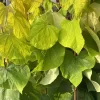 Cercis Canadensis 'Rising Sun'