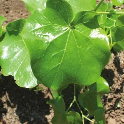 Cercis Canadensis 'Texas White'