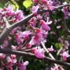 Cercis Canadensis 'Traveller'