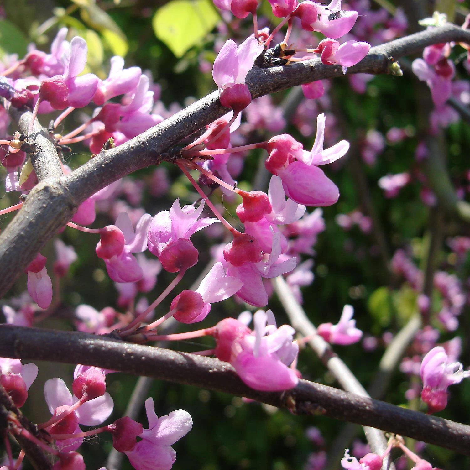 Cercis Canadensis 'Traveller'