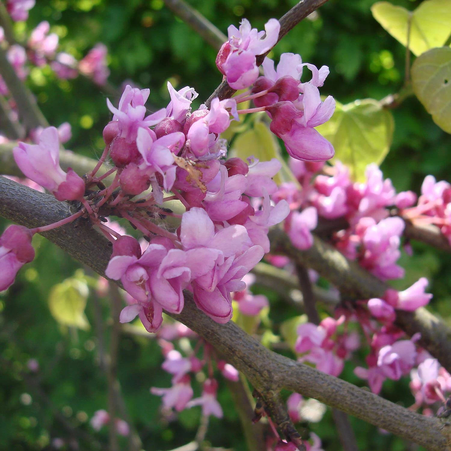 Cercis Canadensis 'Traveller' – Bild 2