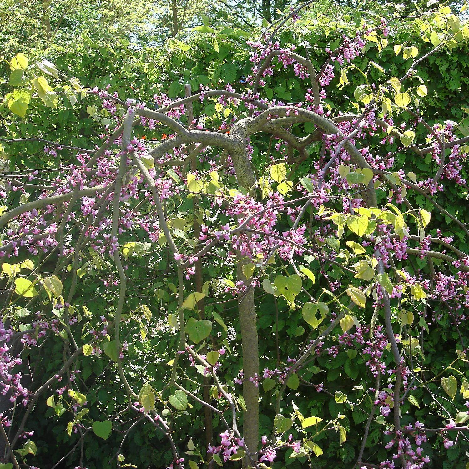 Cercis Canadensis 'Traveller' – Bild 3