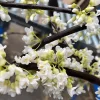 Cercis Canadensis 'Vanilla Twist'