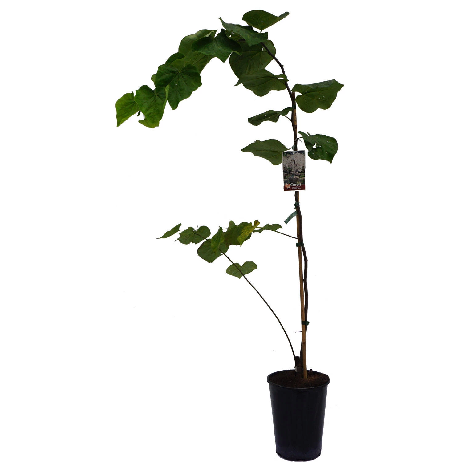 Cercis Canadensis 'Vanilla Twist' – Bild 2