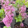 Cercis Chinensis 'Avondale'